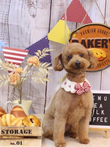 20240907チョコちゃん